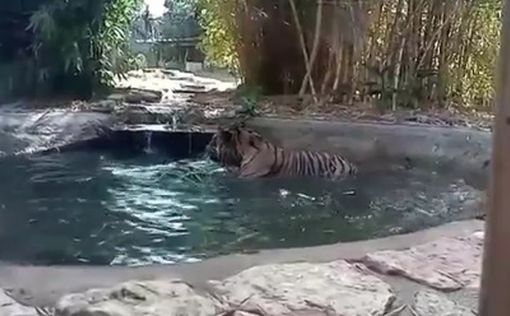 Милое видео: тигр резвится в бассейне в Рамат-Гане